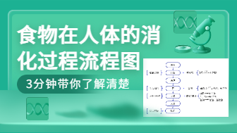 食物在人体的消化过程流程图，3分钟带你了解清楚